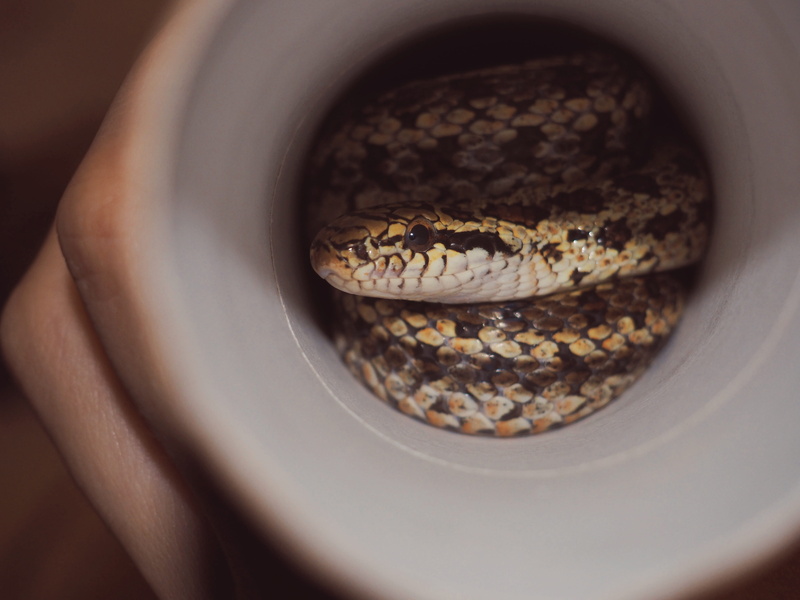 4K, hand, beautiful woman, close-up, Scales, Reptile, reptile, animal body part, selective focus, food and drink, Animals, scales, one animal, one person
