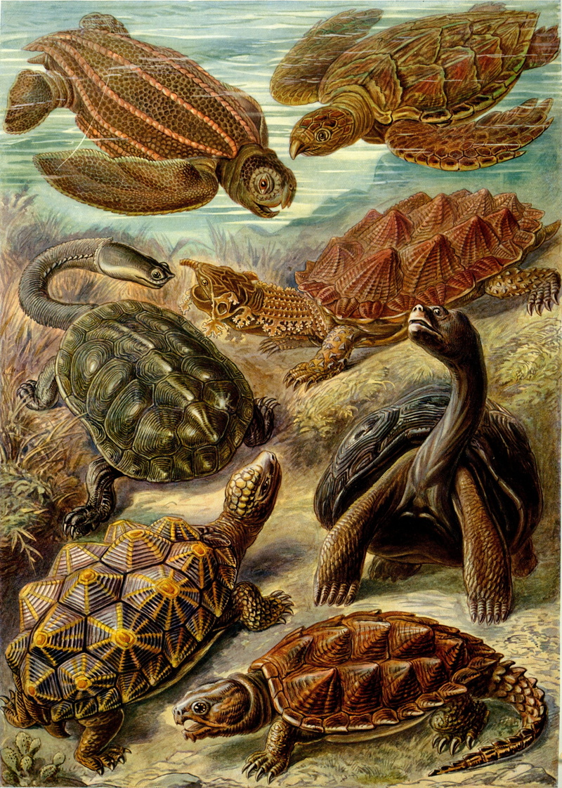 animal themes, food, meeresbewohner, galápagos giant tortoise, panting, turtles, nature, sea life, 2K, sea, underwater, testudinata, marine, haeckel chelonia