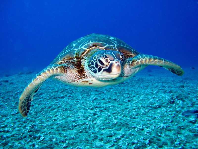 no people, reef, animal head, marine life, water, undersea, animal, animal mouth, underwater, one animal, white, turtle, vertebrate, wildlife, animal wildlife
