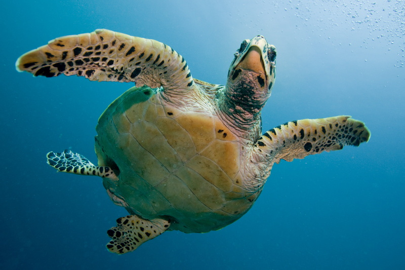 reptile, water, nature, immersion, animal themes, marine, sea, turquoise colored, fish, turtle, sea turtle, animals in the wild, one animal, tortoise, deep