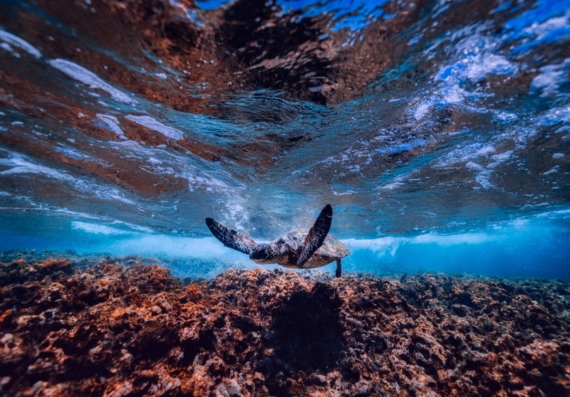 rock, undersea, full length, beach, motion, water, ocean, underwater, animal wildlife, blue, animal, coral, sea, swimming, photography, one animal, aquatic