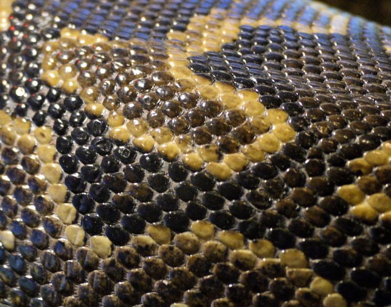 nature, full frame, snake, animal body part, animal scale, snake skin, natural, outdoors, rough, animal wildlife, reptile, scale, animals in the wild, animal
