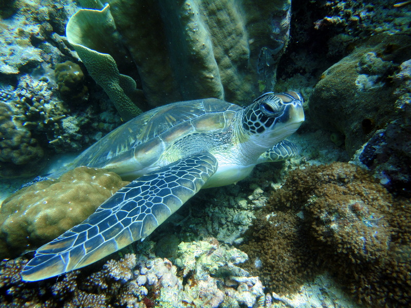 aquatic, one animal, water, undersea, no people, reptile, vertebrate, coral, life, invertebrate, nature, underwater, animal, animal themes, turtle, sea life