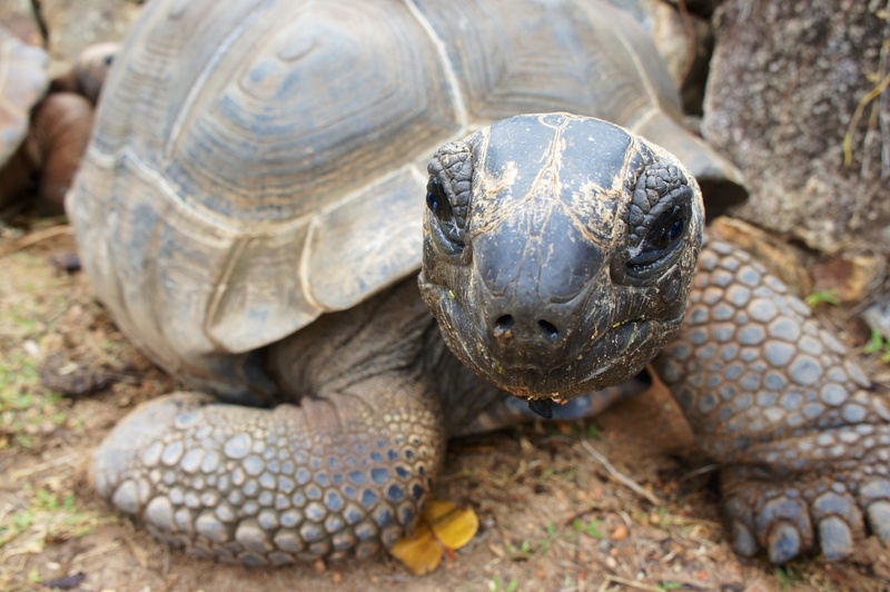 tortoise shell, giant tortoises, seychelles, portrait, vertebrate, ground, day, speed, animal neck, reptile, nature, animal body part, no people, animal shell