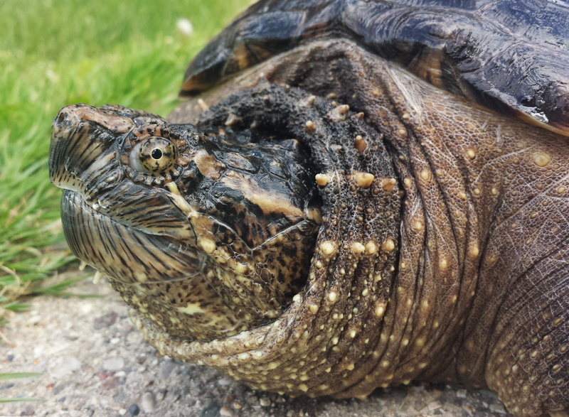 head, 2K, animal themes, armor, nature, crocodile, animal wildlife, land, focus on foreground, tortoise, brown, no people, one animal, animal, reptile