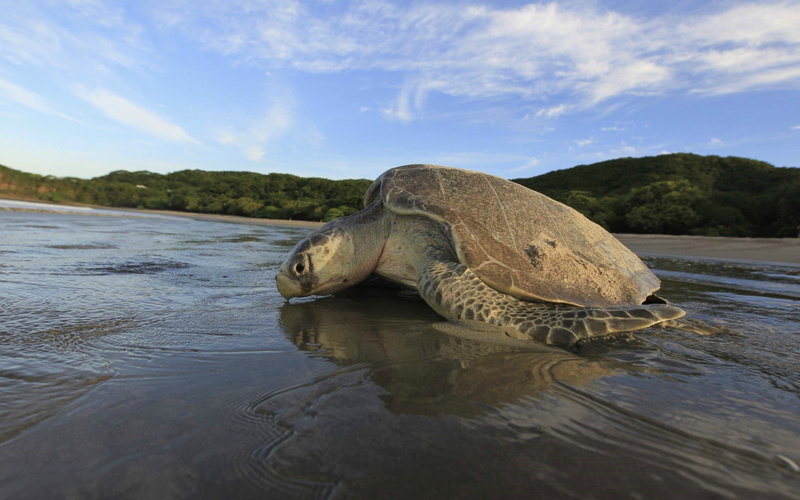 beach, hd, animals, turtle, 1080P, brown, tortoise
