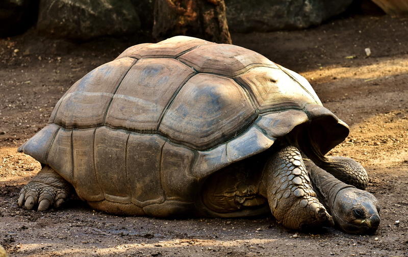 one animal, sunlight, shell, animals in the wild, 4K, tierpark hellabrunn, no people, armored, giant, land, day, zoo, animal shell, turtle, outdoors, animals