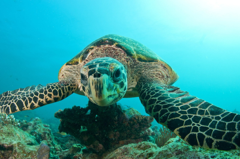 turtle, 1080P, animals, reptiles