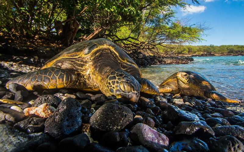 animals, rocks, tortoise, turtle, hd, stones, sleep, 1080P