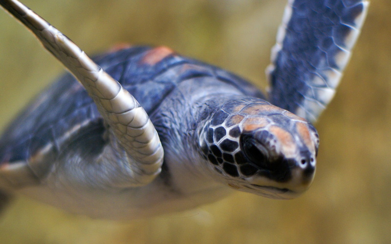 swim, green, 2K, animals, turtle, water, shell, sea