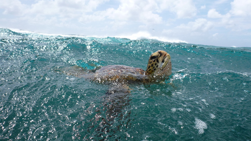 water, surfing, underwater, clouds, 4K, sea, Malaysia, sky, Worlds best diving sites, ocean, Turtle, animal