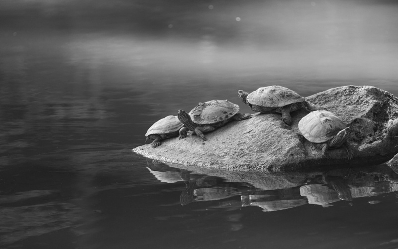 turtle, rock, hd, 1080P, tortoise, stone, bw, animals