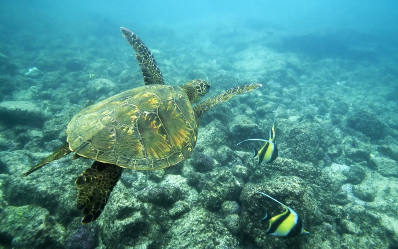 animal, turtle, rocks, fish, 1080P, water, sea