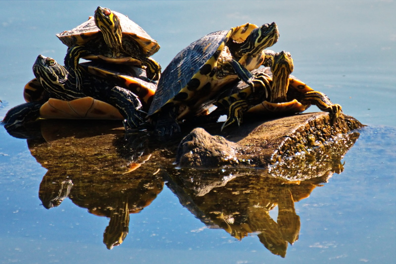 daylight, no people, shell, animal themes, pool, outdoors, tortoise, reflection, animal, waterfront, rock, reflections, four, day, sky, turtles, nature