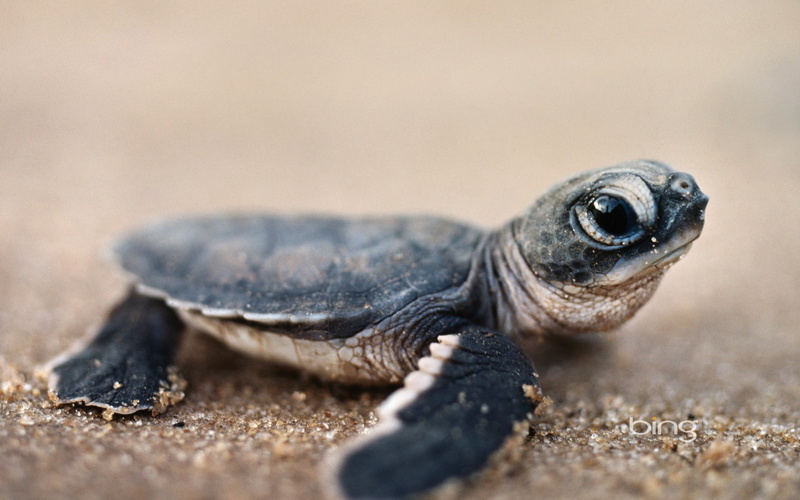turtle, reptiles, animals, baby animals, 1080P