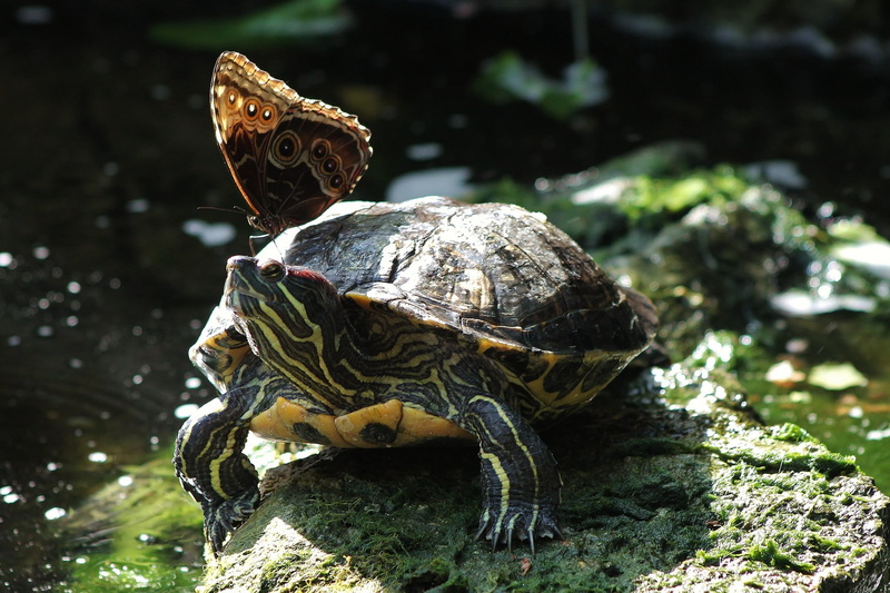 1080P, reptiles, butterfly, insect, turtle