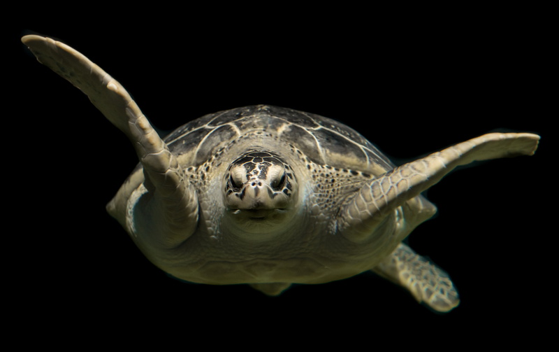wildlife, close-up, diving, macro, animal themes, animal head, studio shot, no people, swim, sea turtle, vertebrate, animal, life, reptile, animal eye