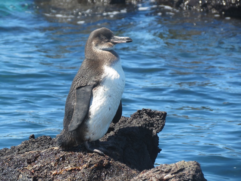 galapagos, standing, rock, wildlife, water, nature, lake, 2K, no people, day, penguin, solid, sea, animal themes, sunlight, one animal, vertebrate, beak