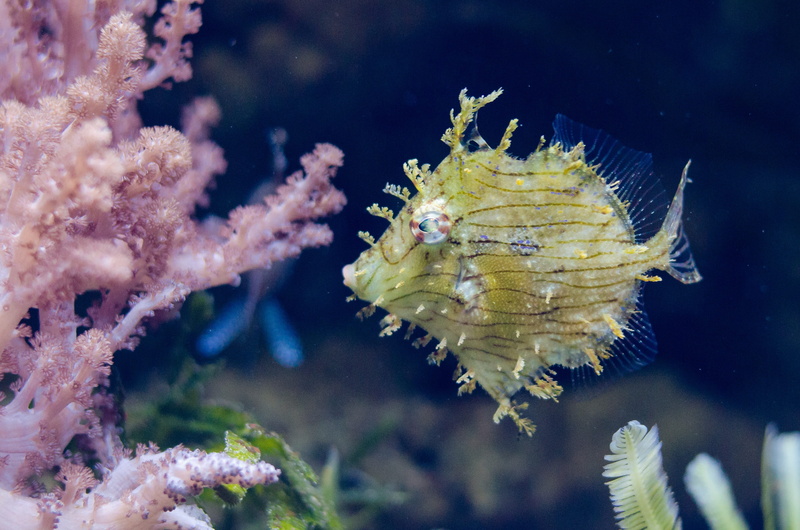 nature, outdoors, animals in the wild, one animal, seabed, no people, yellow fish, animal wildlife, ocean, sea, fauna, poisonous, animal themes, close-up