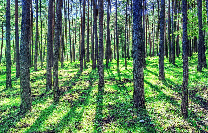 plant, tranquil scene, nature, 4K, take it easy, sun, wood, land, green color, tree trunk, trees, growth, landscape, no people, mediterranean pine trees