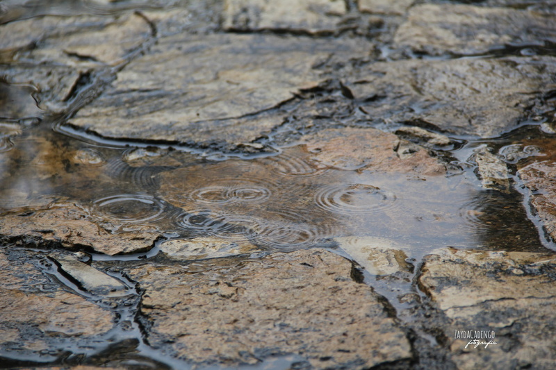 walk, summer, full frame, outdoors, reflection, animal, water, animal themes, calm, dirt, close-up, peaceful, rain, wet, selective focus, nature, no people