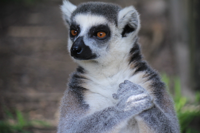 animal wildlife, close-up, exotic animal, animal portrait, wild, lemur, 2K, mono, mammal, looking away, photography, happy, ears, animal, portrait, lemurs