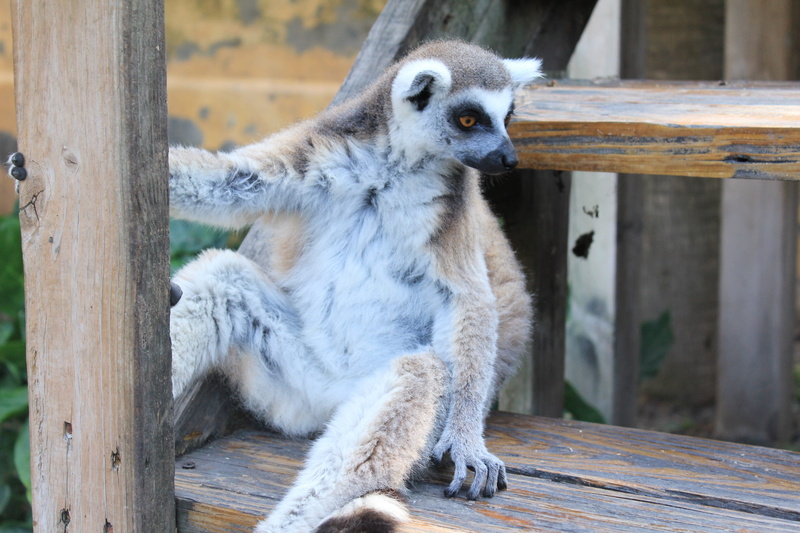 animals in the wild, nature, eyes, ears, hairy, one animal, lemurs, photography, animal, close-up, looking away, outdoors, vertebrate, animal world, take it easy