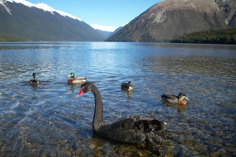 new zealand, water, animal, vertebrate, swimming, water bird, mount, 2K, animal wildlife, waterfront, group of animals, take it easy, rippled, animals in the wild