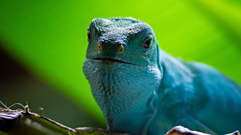 Take it easy, reptile, wildlife, close-up, best, canon, nature, colours, farben, neunkirchen  saarland, 105mm, leguan, lizard, leicht, ngc, green Color