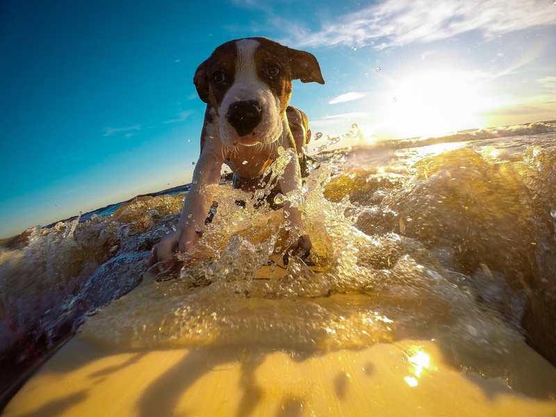 close-up, brown, vacation, portrait, wet, pets, dog, sun, canine, sunlight, animal themes, water, summer, day, puppy, splashing, vertebrate, domestic animals
