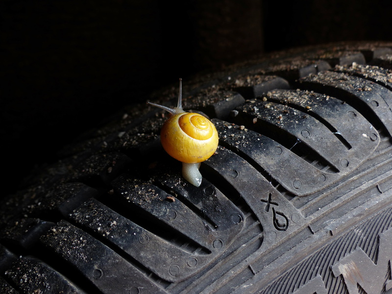 speed, mobile, curiosity, wellbeing, healthy eating, courage, barbecue, liability, mature, freshness, snail, photography, tire, winter tires, mobility