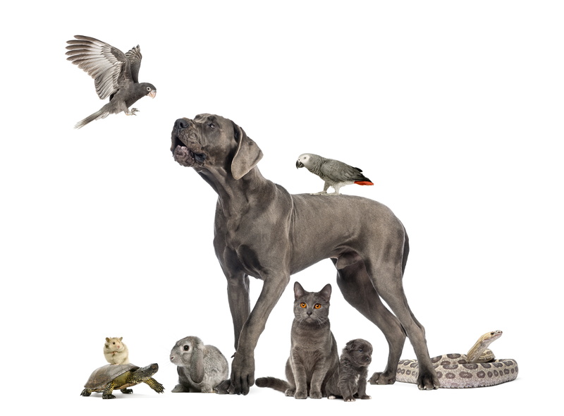 dog, parrot, rabbit, collage, puppy, cats, strengthening scientific research accosted, snake, 8K
