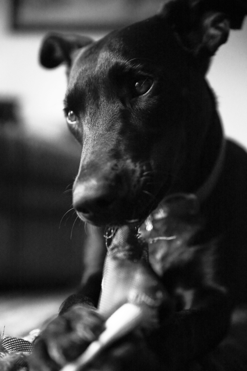 indoors, domestic, looking away, canine, close-up, focus on foreground, pets, animal nose, selective focus, home interior, animal body part, one animal