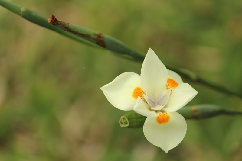 white petals, flower head, vulnerability, close-up, day, beauty, flowers, flower, freshness, no people, plant stem, botany, outdoors, growth, petal, focus on foreground