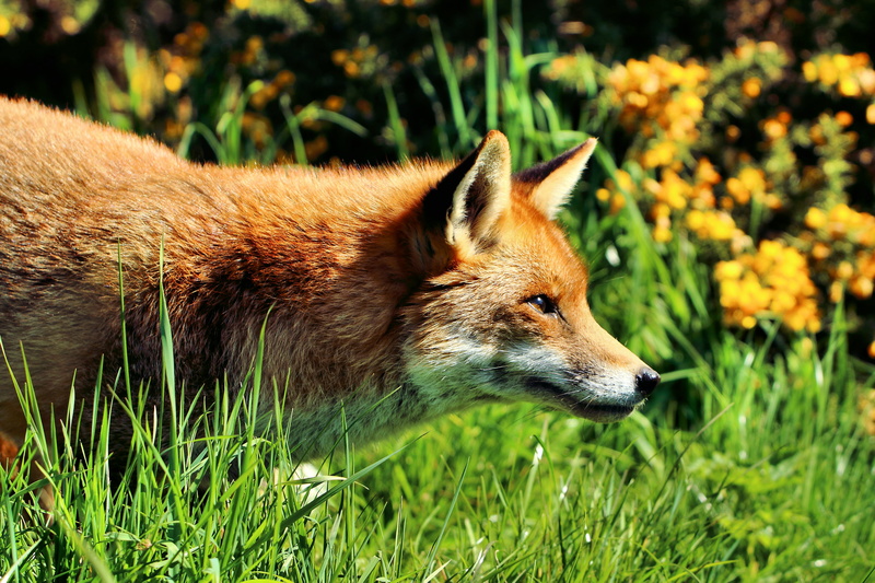 Fantastic Mr Fox, fox, forest, nature, carnivore, animals In The Wild, British Wildlife Centre, animal, field, close up shot, red, close, grass, red Fox
