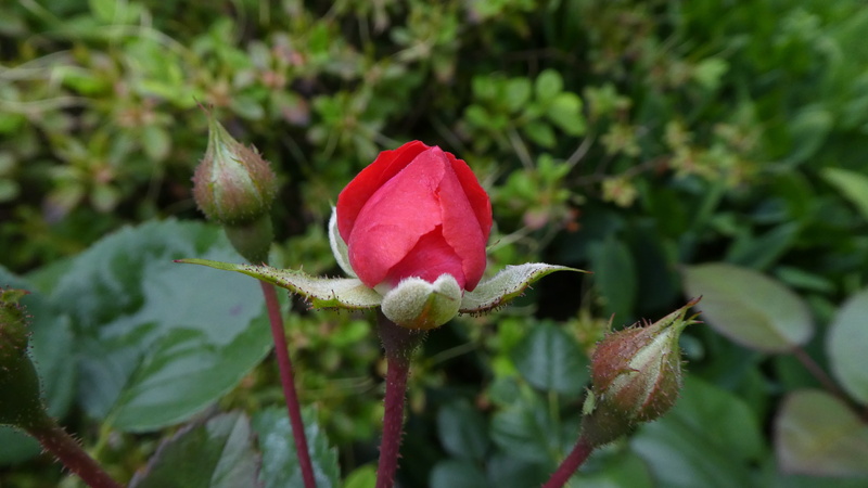 flower, petal, plant, focus on foreground, nature, freshness, flowering plant, bud, red, sepal, summer, plant part, flower head, delicate flower, vulnerability