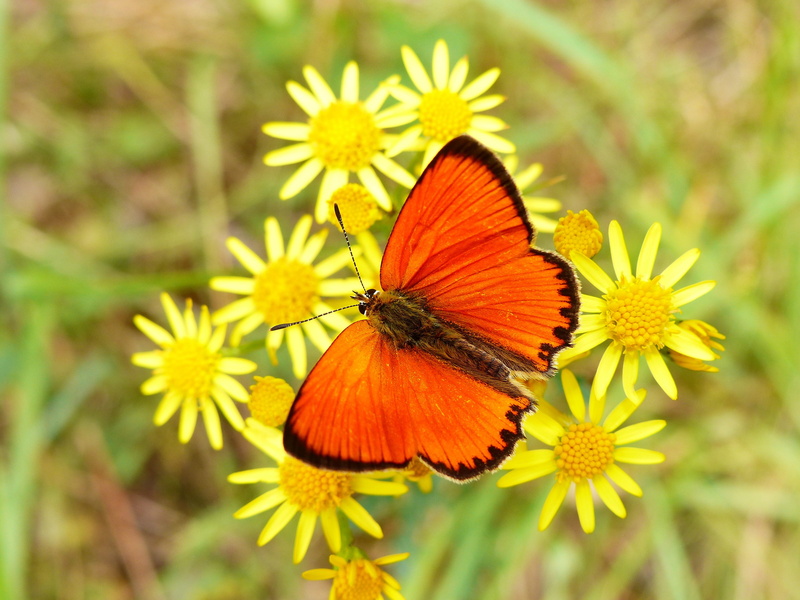 czerwończyk dukacik, close-up, flower, pollination, vulnerability, animals in the wild, outdoors, vegetation, flowers, no people, animal, 4K, butterfly