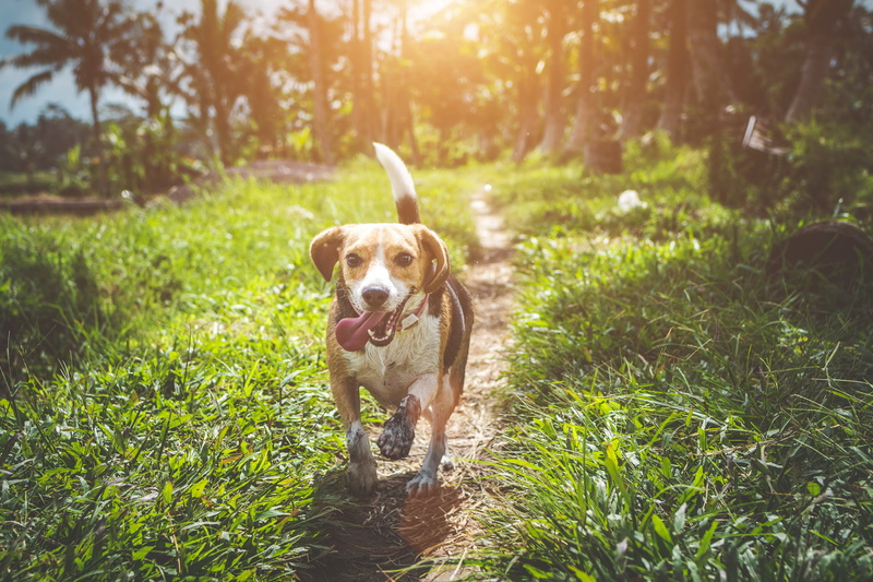 mammal, outdoor, fun, mouth open, vertebrate, domestic animals, tail, park, fur, day, one animal, pet, blur, doggy, canine, puppy, furry, beagle, plant