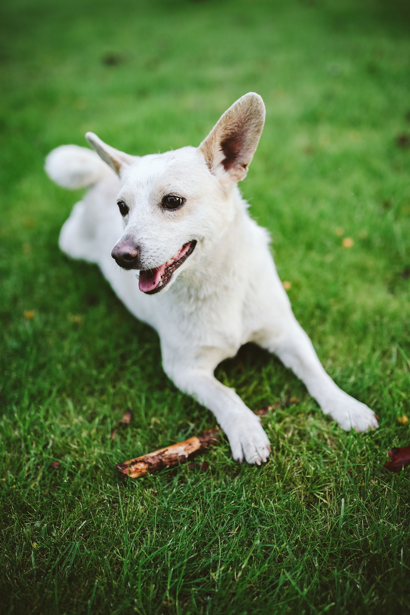 summer, puppy, cute, mouth open, outdoors, green color, vertebrate, nature, Dog, happy, fun, canine, mouth, playful, animal, mammal, purebred Dog, one animal
