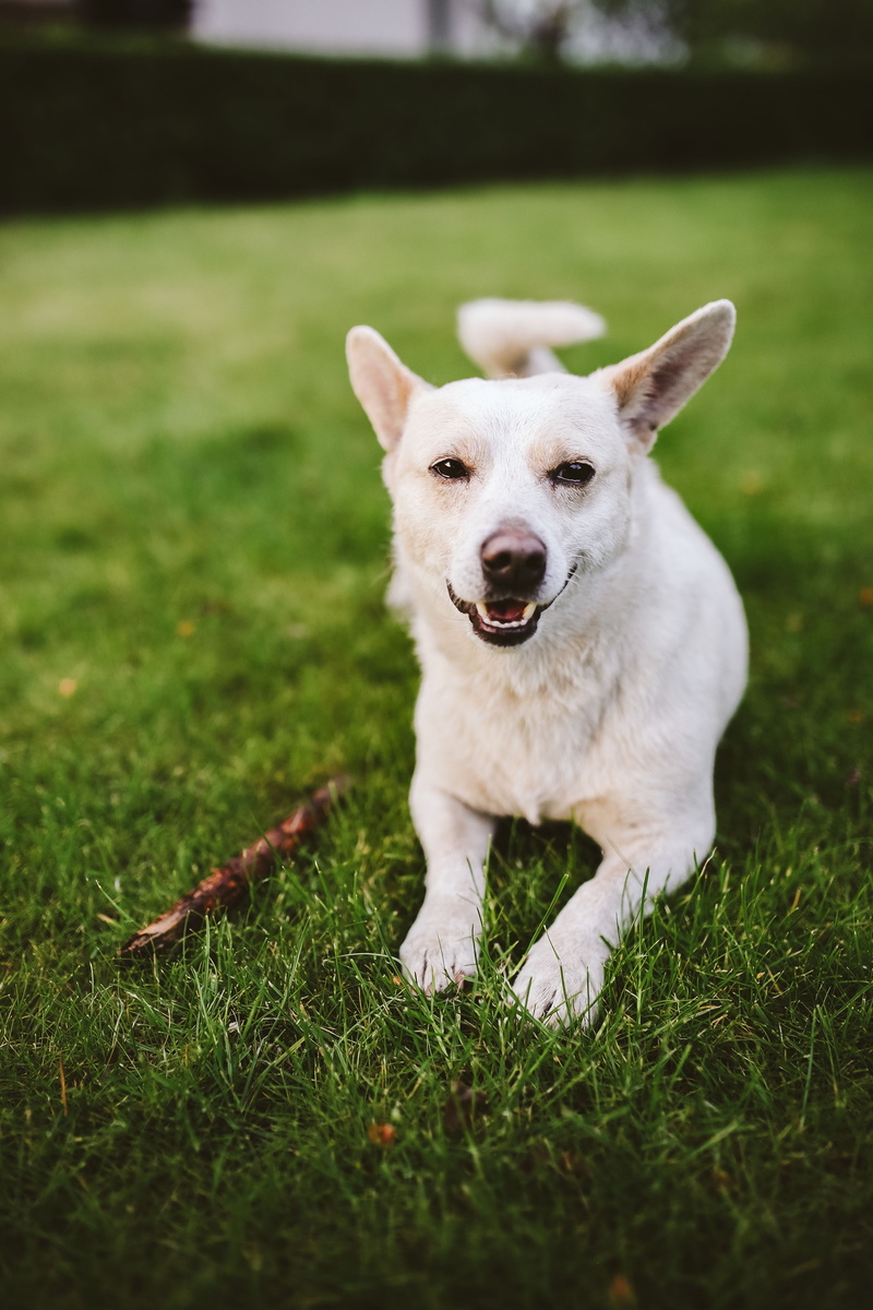 green color, pets, mammal, play, grass, pet, one animal, stick, no people, Dog, domestic, playing, animal themes, animal, day, fun, land, puppy, nature