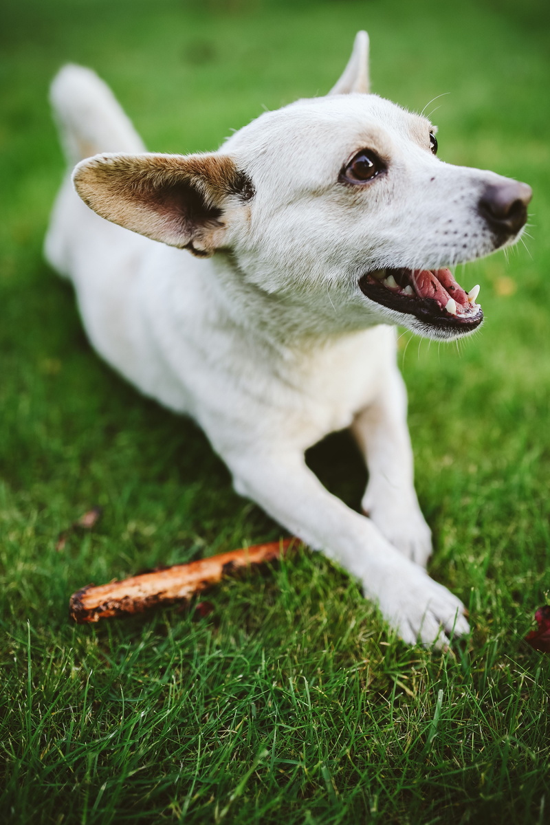 no people, pet, mammal, land, pets, mouth open, cute, puppy, animal head, fun, Dog, domestic Animals, animal, plant, looking, canine, happy, animal themes