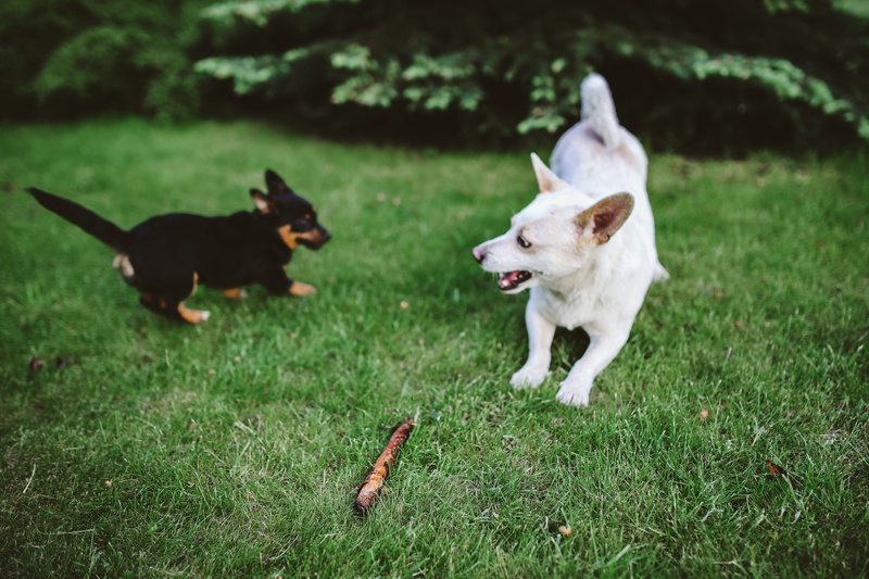 motion, day, happy, grass, pets, mammal, 4K, playful, pet, green color, play, one animal, outdoors, domestic Animals, canine, cute, no people, vertebrate