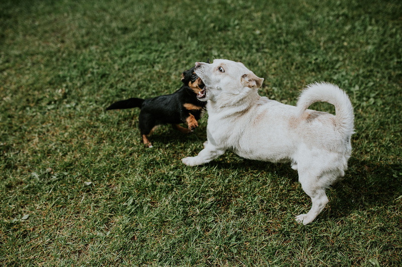 domestic Animals, outdoors, dog, outside, mouth open, white color, 5K, purebred Dog, cute, playing, grass, puppy, mammal, field, day, animal, pets, young Animal