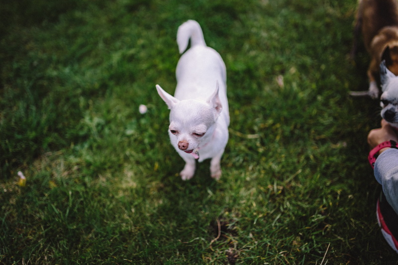 animal, high angle view, field, play, domestic, nature, animals, day, dogs, dog, cute, innocence, domestic cat, pet, grass, summer, domestic Animals, fun