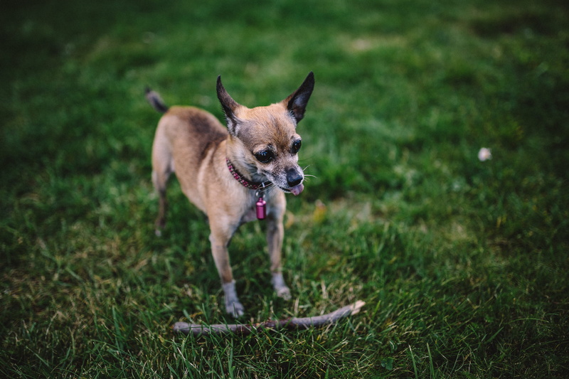 animal themes, nature, outside, mammal, animals, animal, outdoors, grass, canine, small dog, puppy, portrait, animals in the wild, no people, full length