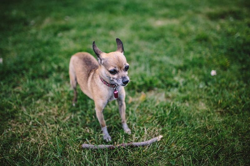 plant, cute, young animal, mouth open, canine, vertebrate, running, puppy, animal, animals And Pets, small dog, dogs, mammal, Chihuahua, outdoors, dog