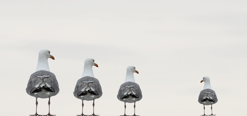 waiting, animal wildlife, postcard, outdoors, side by side, day, fun photo, nature, water, offside, beach, medium group of animals, animals in the wild