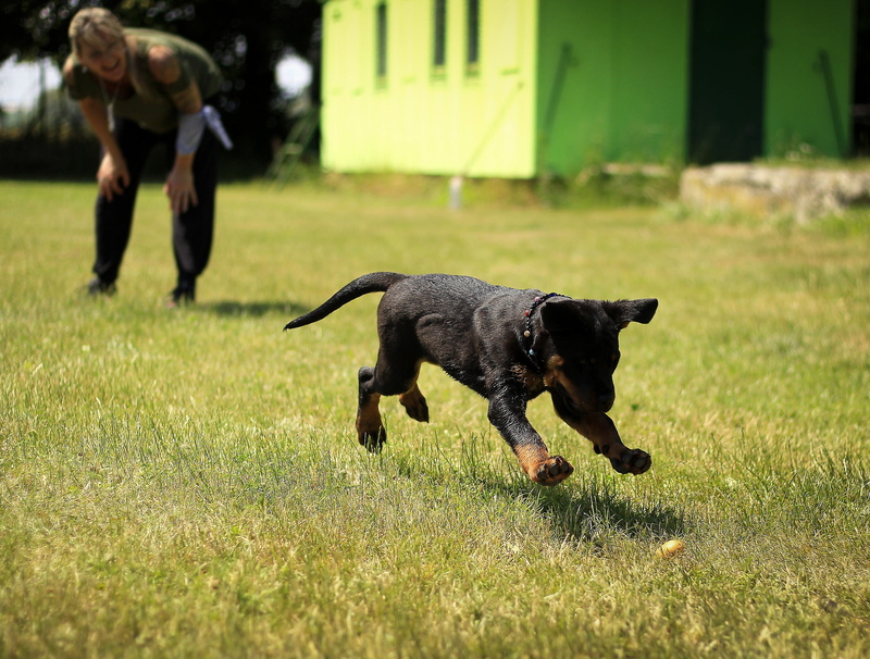 tan, black color, vertebrate, puppies, happy, nature, green color, jump, black, field, dog, canine, play, a little, running, graass, home, run, short, day