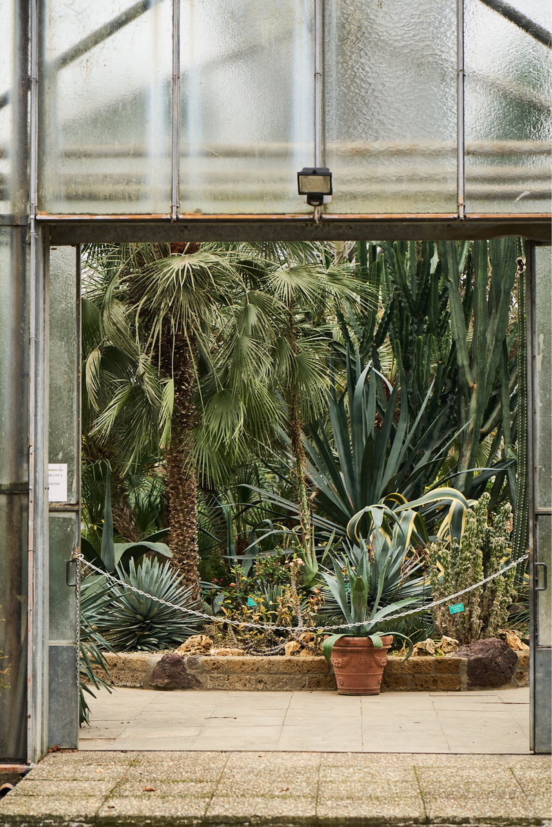 outside, built structure, metal, potted plant, tree, footpath, plant nursery, growth, palm, trees, day, palm house, leaf, plant, sunlight, greenhouse, green color