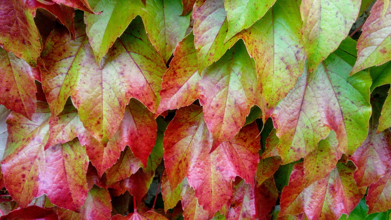 fresh, color, harmony, isolated, outdoors, layer, colorful, plant part, plant, autumn, tranquility, the fall colors, at the court of, natural condition